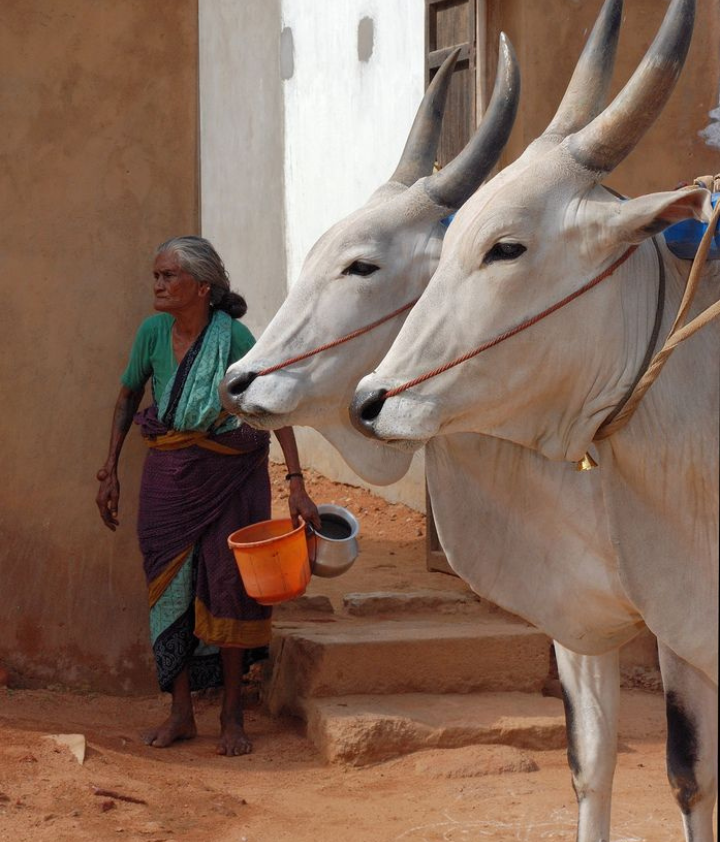 Raebareli